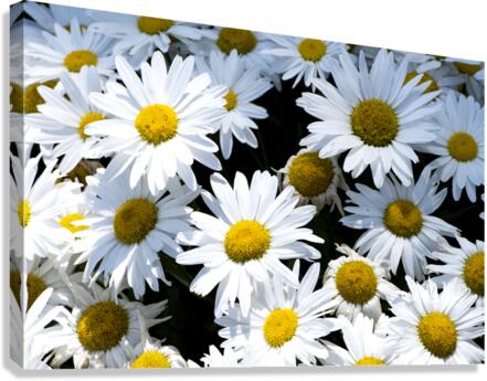 Harmonie naturelle : Decouvrez la delicatesse dun tapis de marguerites blanches en macro Canvas Print