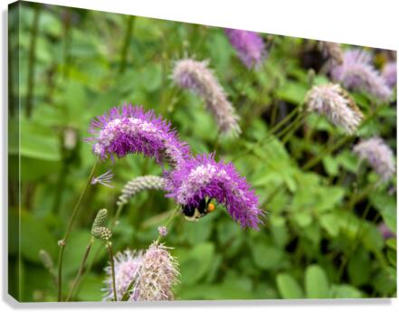 Immersion sauvage : Un champ de Sanguisorba obtusa une mer de beaute naturelle Canvas Print