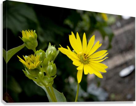 Eclat solaire : Le tournesol en macro une explosion de couleurs Canvas Print