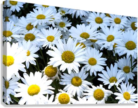 Purete florale : Leclat dun tapis de marguerites blanche Canvas Print