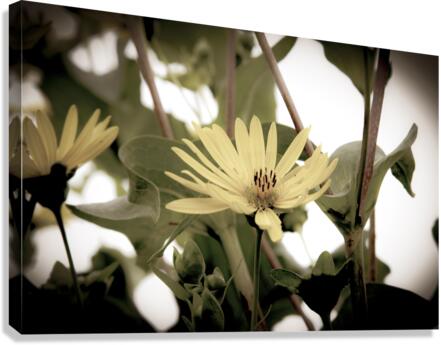 Nature reinventee : Decouvrez le tournesol en macro desature  Canvas Print