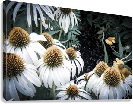 Splendeur botanique : Champs de fleurs dEchinace capture en macro avec une touche de desaturation Canvas Print