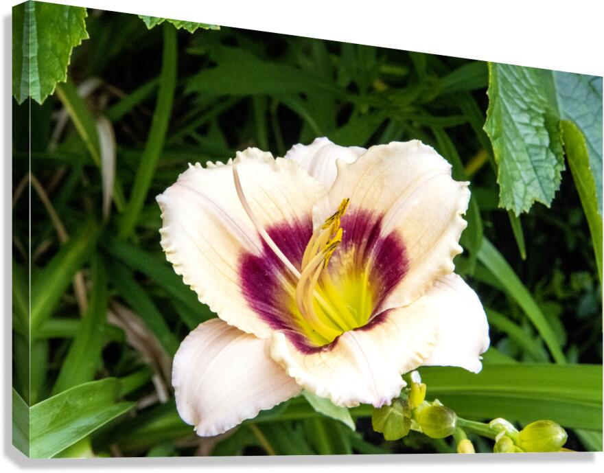 Elegance florale : Lys blanc captivant entoure de feuillus verdoyants  Impression sur toile
