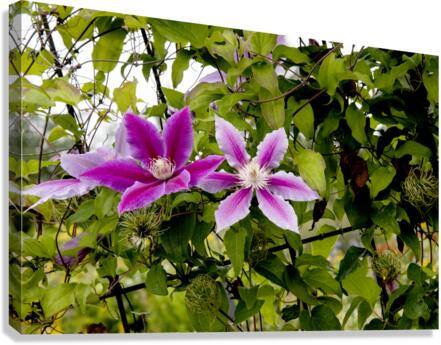 Fleurs en harmonie : Clematite rose mauve captivante avec un fond de feuillus Canvas Print