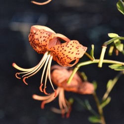 Fleur dete decorative