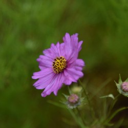 Fleurs cosmos