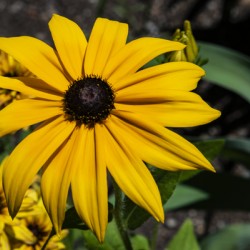 Fleurs tournesol en macro