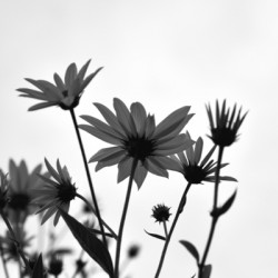 Fleur noir et blanc