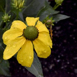 Fleurir sous la pluie