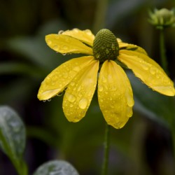 Fleur sous la pluie de printemps