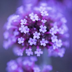 Fleurs mauve verveine macro