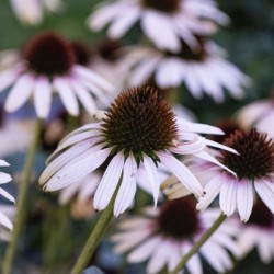 Echinace macro