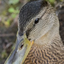 canard macro