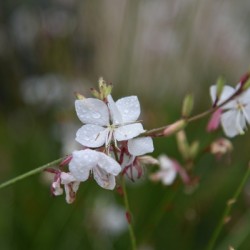 Gaura