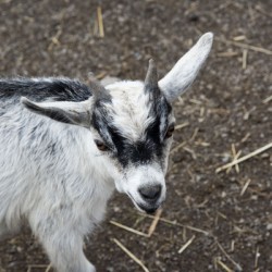 Chevreau a la ferme