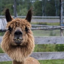 Alpada brun