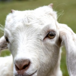 Chevre blance de M. Seguin 