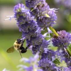 Abeille au travaille