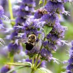 Purple Pollination: Macro Image of Bee on Lavender