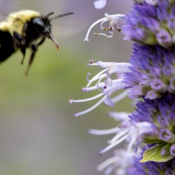 Purple Attraction: Macro Image of Bee Near Lavender