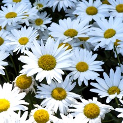 Purete florale : Leclat dun tapis de marguerites blanche