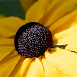 Exploration detaillee : Decouvrez la splendeur dun rudbeckia en gros plan macro