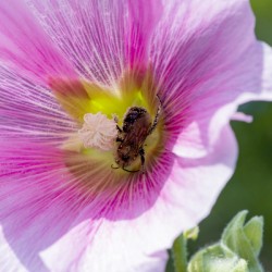 Macro abeille au travaille