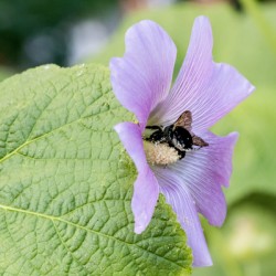 Natures Harmony: Macro Image of Bee on Hibiscus