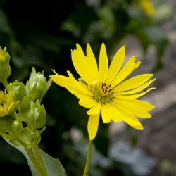 Eclat solaire : Le tournesol en macro une explosion de couleurs