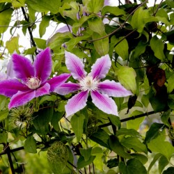 Fleurs en harmonie : Clematite rose mauve captivante avec un fond de feuillus