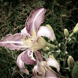 Desaturated Elegance: Lys Photograph