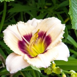 Elegance florale : Lys blanc captivant entoure de feuillus verdoyants