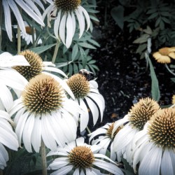 Splendeur botanique : Champs de fleurs dEchinace capture en macro avec une touche de desaturation
