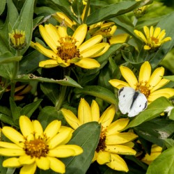 Sunflower Frolic: White Butterfly on Sunflowers