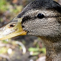 Canard Macro
