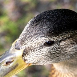 Macro canard