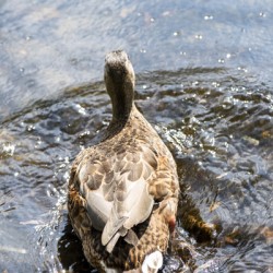  Canard qui joue dans leau