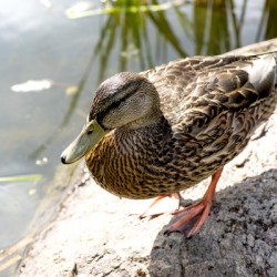 Canard du Quebec