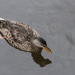 Canard du Quebec dans le lac