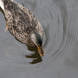 Canard du Quebec qui joue dans le lac de Lambton.