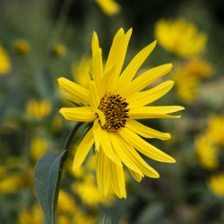 Fleurs tournesol 3