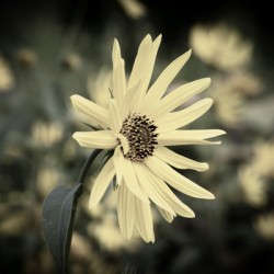 Flowers macro desature