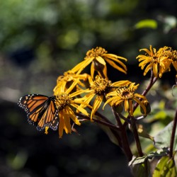 Distant Monarch: Butterfly on Yellow Flowers