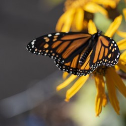 Overhead Elegance: Monarch Butterfly Macro Shot