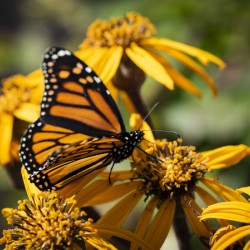 Macro Majesty: Top View of Open-Winged Monarch Butterfly
