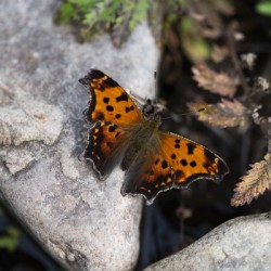 Macro Serenity: Butterfly on Rock