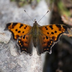 Resting Radiance: Orange-Winged Butterfly on Grey Rock