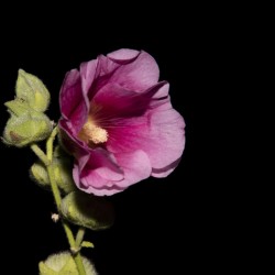 Fleurs Hisbucus rose de nuit