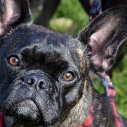 Bulldog en promenade