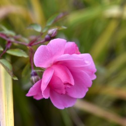 Rose dautomne solitaire